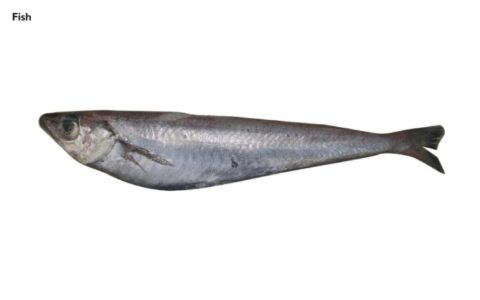 Blue Whiting