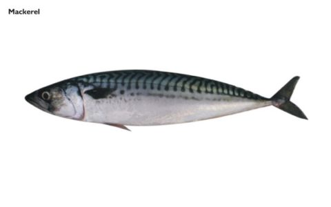 Mackerel